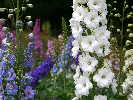 Delphiniums de Nouvelle-Zélande