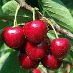 Taille de la cerise douce