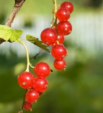 Garniture de cassis: groseilles rouges et blanches