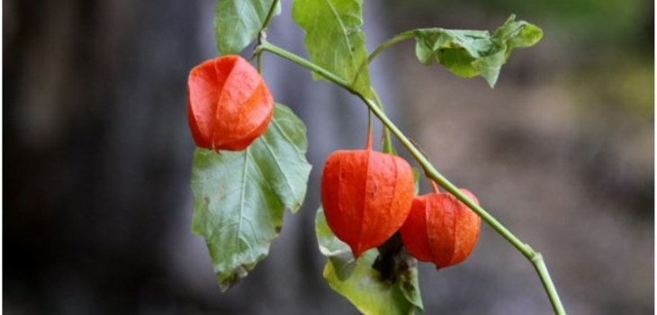 physalis des plantes