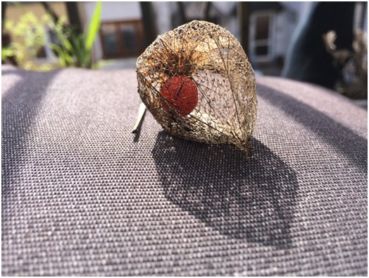 Informations générales sur physalis, ainsi que des recommandations pour la culture et les soins