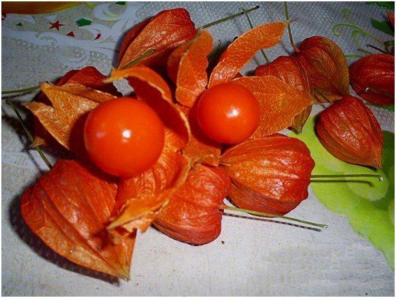 baies de physalis