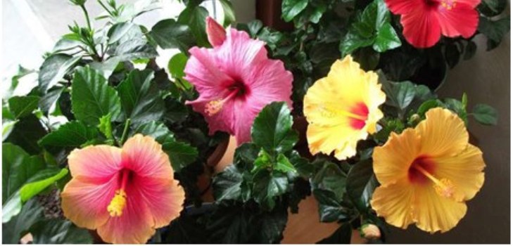 fleur d'hibiscus