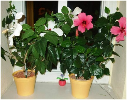 hibiscus sur le rebord de la fenêtre