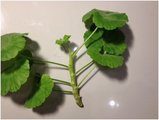 Pélargonium