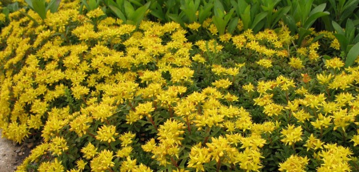 Nettoyage, sédum, lièvre d'herbe! Culture de plantes succulentes dans le parterre de fleurs et sur le rebord de la fenêtre