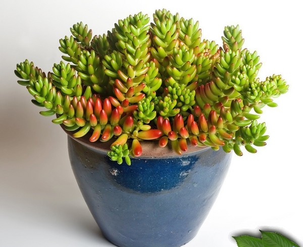 Nettoyage, sédum, lièvre d'herbe! Culture de plantes succulentes dans le parterre de fleurs et sur le rebord de la fenêtre
