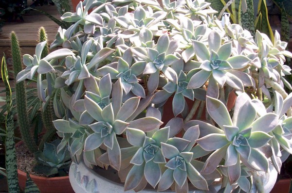Nettoyage, sédum, lièvre d'herbe! Culture de plantes succulentes dans le parterre de fleurs et sur le rebord de la fenêtre