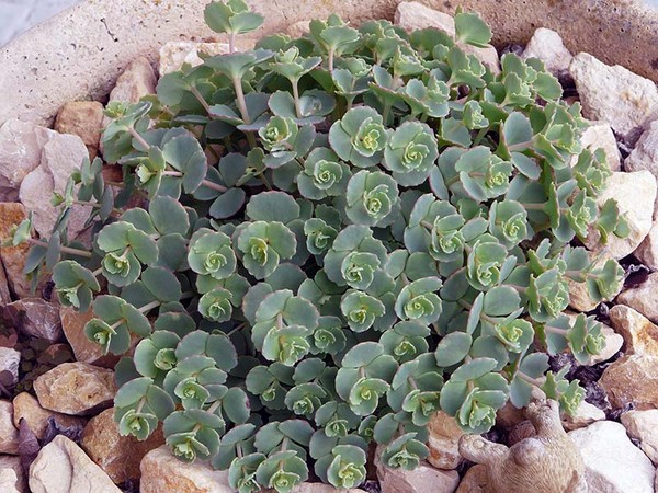 Nettoyage, sédum, lièvre d'herbe! Culture de plantes succulentes dans le parterre de fleurs et sur le rebord de la fenêtre