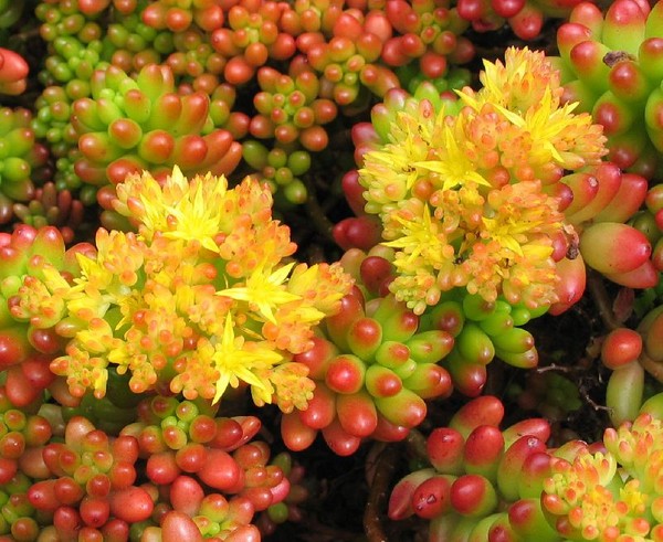 Nettoyage, sédum, lièvre d'herbe! Culture de plantes succulentes dans le parterre de fleurs et sur le rebord de la fenêtre