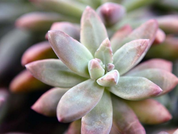 Nettoyage, sédum, lièvre d'herbe! Culture de plantes succulentes dans le parterre de fleurs et sur le rebord de la fenêtre