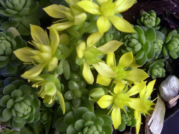 Nettoyage, sédum, lièvre d'herbe! Culture de plantes succulentes dans le parterre de fleurs et sur le rebord de la fenêtre