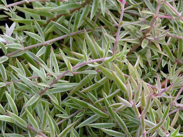 Nettoyage, sédum, lièvre d'herbe! Culture de plantes succulentes dans le parterre de fleurs et sur le rebord de la fenêtre
