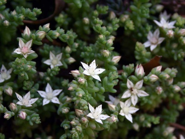 Nettoyage, sédum, lièvre d'herbe! Culture de plantes succulentes dans le parterre de fleurs et sur le rebord de la fenêtre