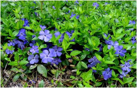fleurs pervenche