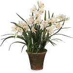 Orchid Cymbidium: soin et contenu Orchid Cymbidium: soin et contenu