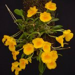 Orchidée Dendrobium