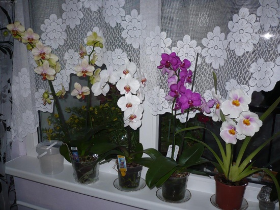 Orchidée: soins à domicile