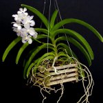 Orchidée Vanda