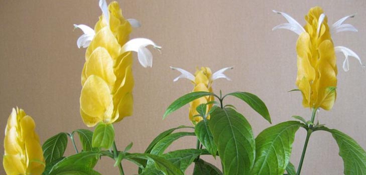 Pachistahis: photo et soin à la maison
