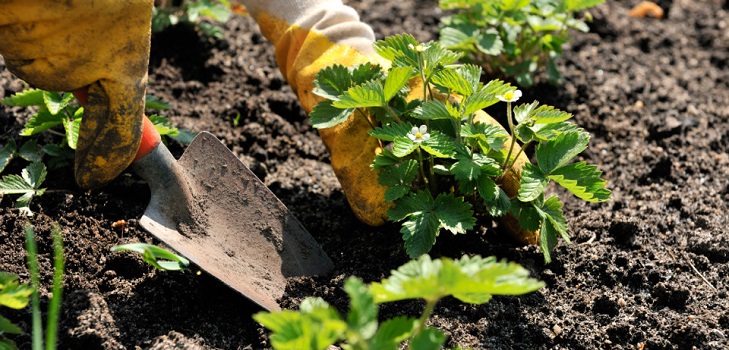Transplantation de fraises Transplantation de fraises