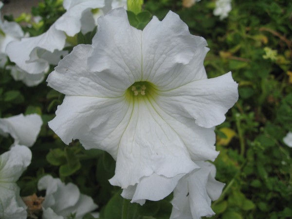 Plantation de pétunia et prendre soin d'elle