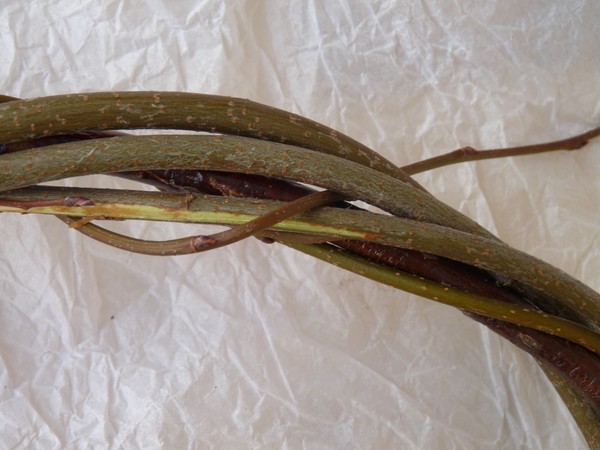 Tissage de la vigne