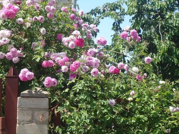 Plantation et soin de la rose grimpante