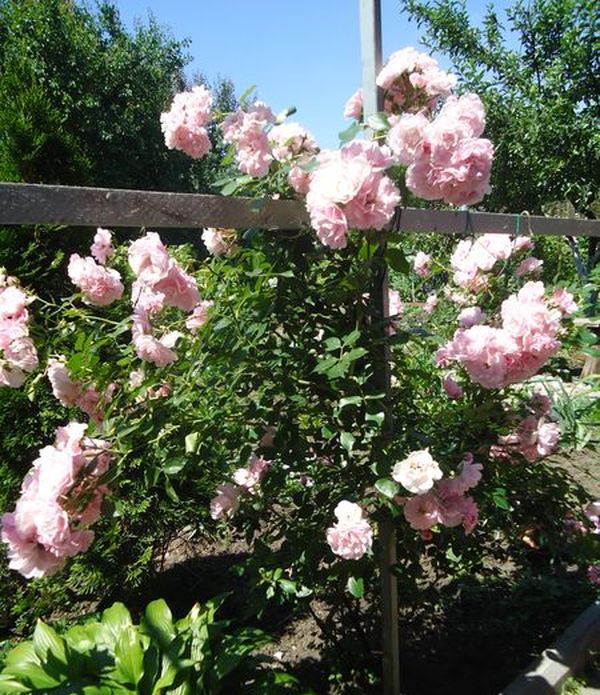 Plantation et soin de la rose grimpante