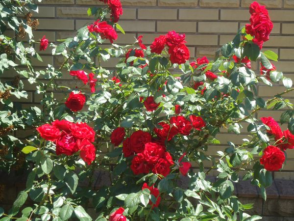 Plantation et soin de la rose grimpante