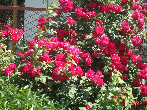 Plantation et soin de la rose grimpante
