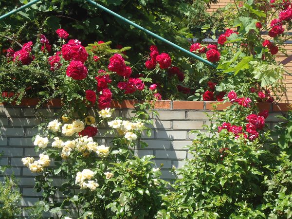 Plantation et soin de la rose grimpante