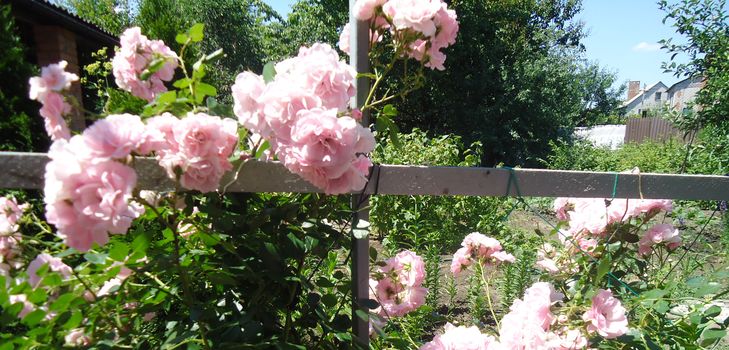 Plantation et soin de la rose grimpante