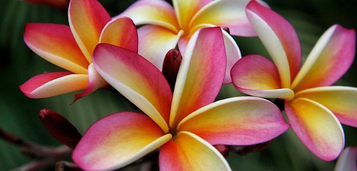 Plumeria: photo et soin à la maison
