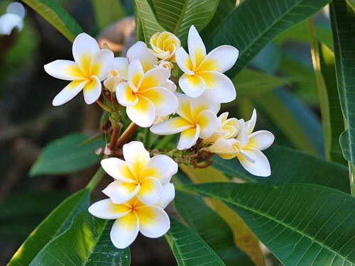 Reproduction de plumeria