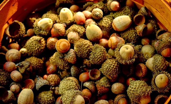 Artisanat de châtaignes sur le thème de l'automne