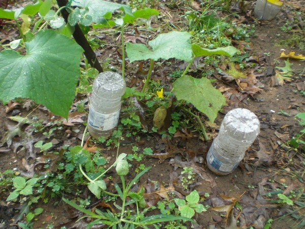 Gimmicks jardinier: les règles d'arrosage des concombres en pleine terre et la serre