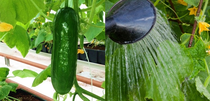 Gimmicks jardinier: les règles d'arrosage des concombres en pleine terre et la serre Gimmicks jardinier: les règles d'arrosage des concombres en pleine terre et la serre