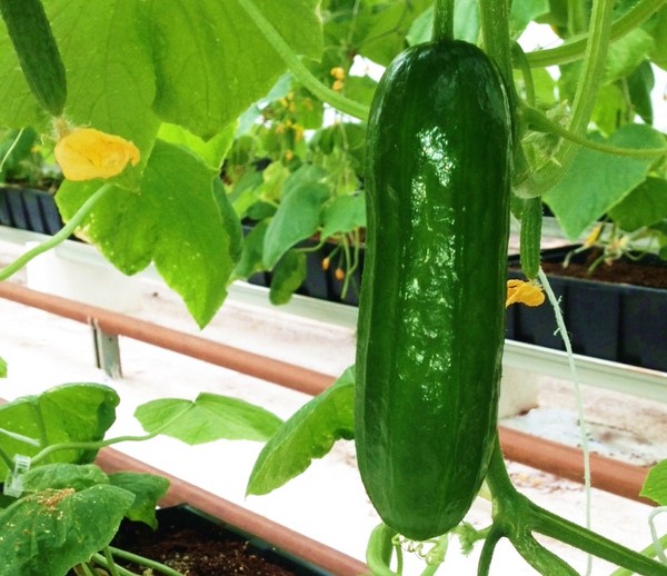Gimmicks jardinier: les règles d'arrosage des concombres en pleine terre et la serre Gimmicks jardinier: les règles d'arrosage des concombres en pleine terre et la serre