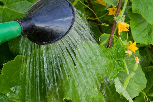Gimmicks jardinier: les règles d'arrosage des concombres en pleine terre et la serre Gimmicks jardinier: les règles d'arrosage des concombres en pleine terre et la serre
