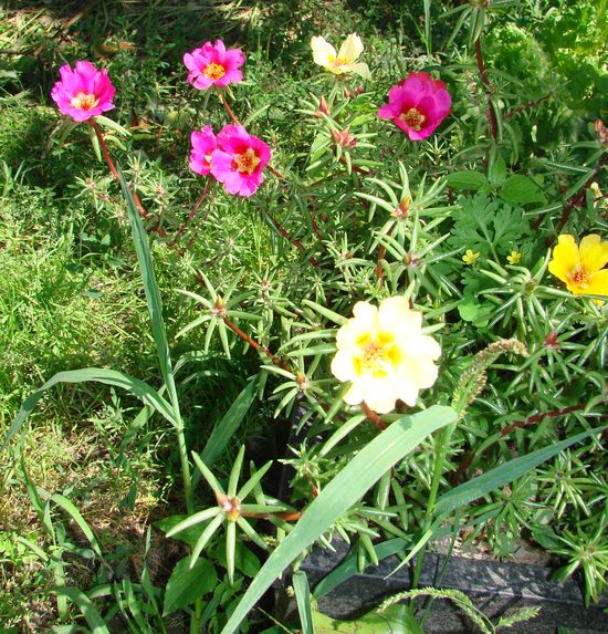 Comment planter et cultiver portolacus