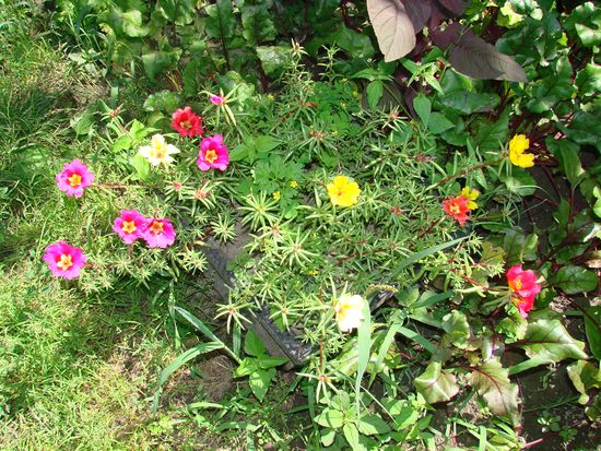Comment planter et cultiver portolacus