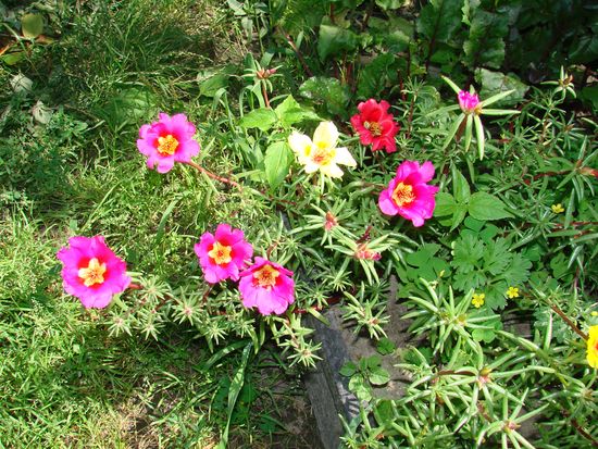 Comment planter et cultiver portolacus