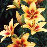 Planter des lys Planter des lys