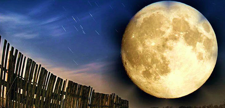 Calendrier des graines lunaires pour mai 2017