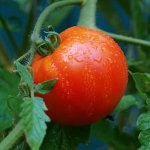 Arrosage correct des tomates