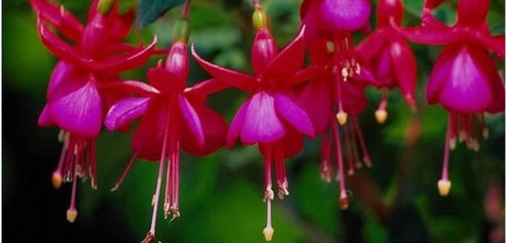 fleurs fuchsia