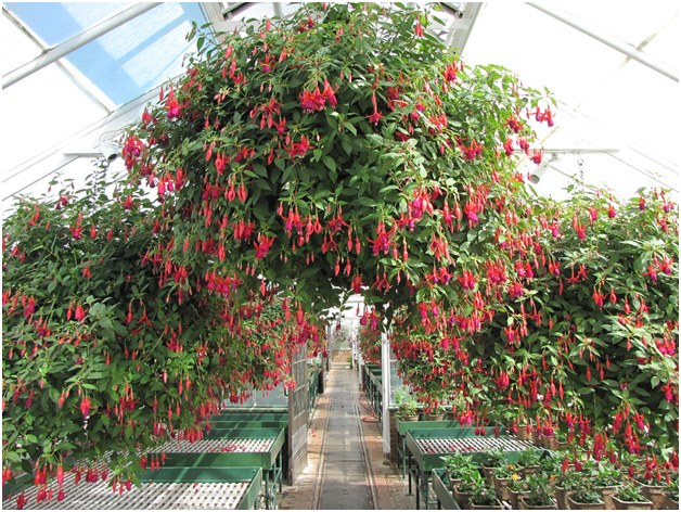 fuchsia dans la serre