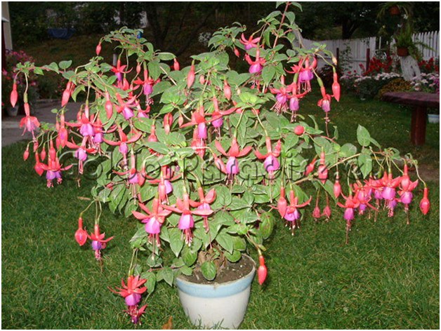 fuchsia dans une baignoire
