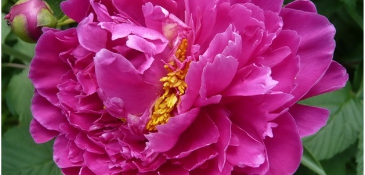 belle pivoine